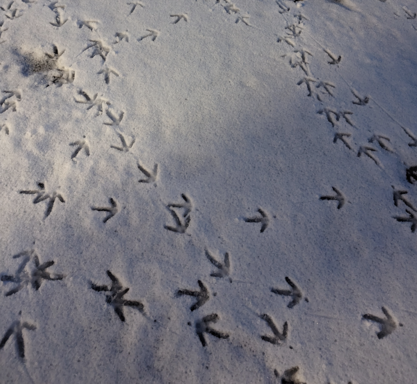 Turkey Tracks