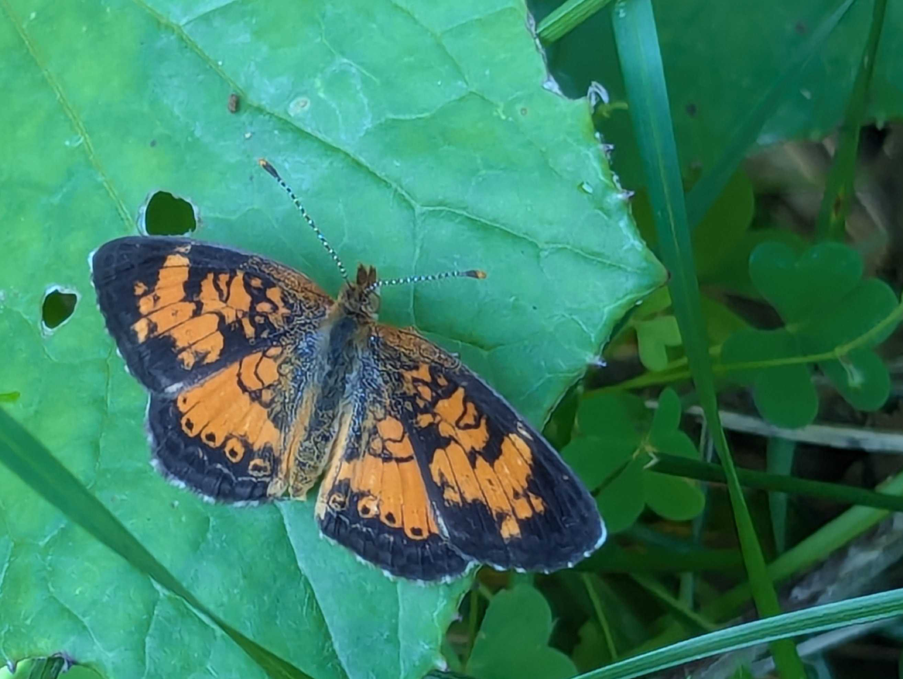 Northern Crescent butterfly