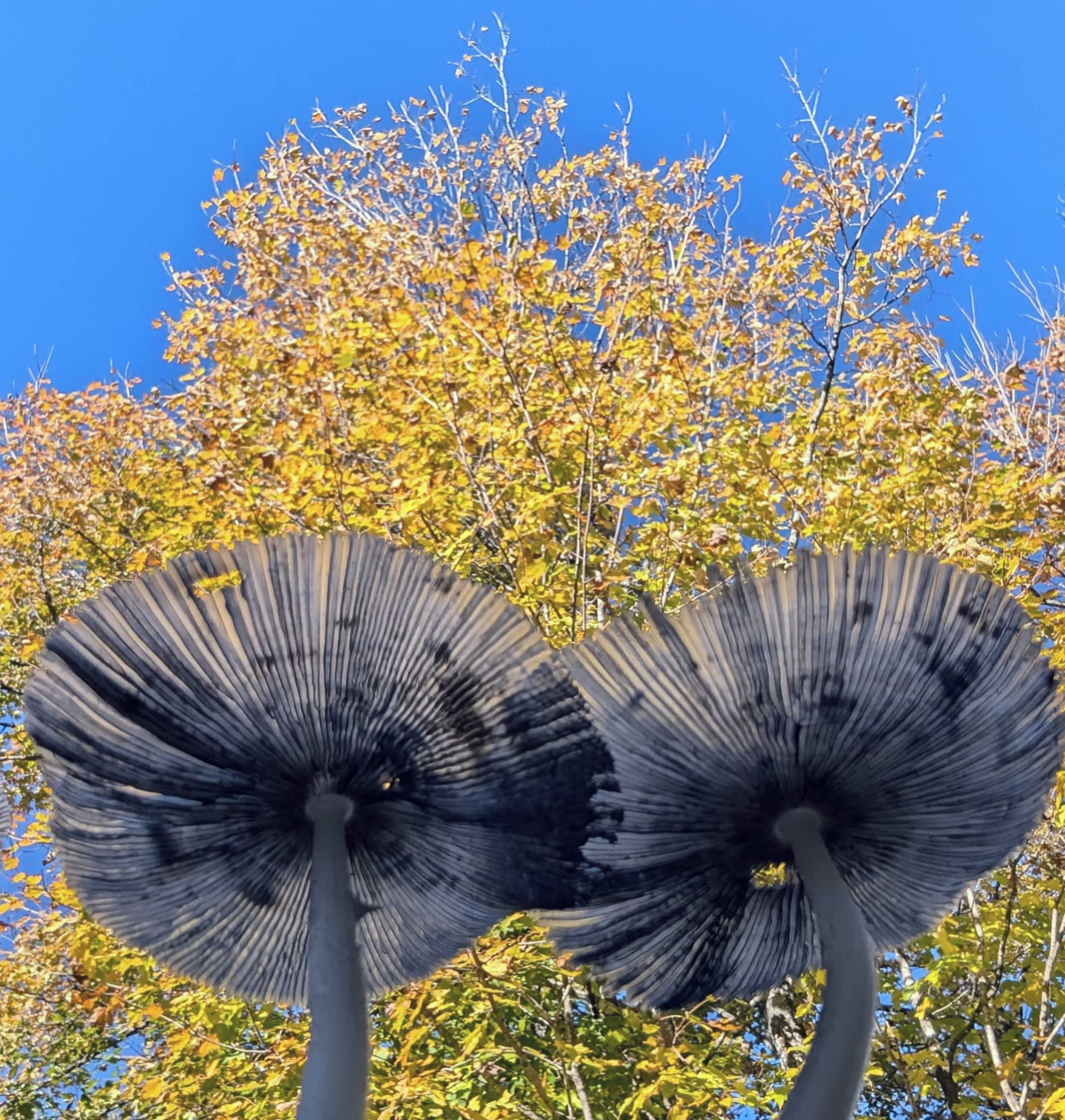 Mushroom view